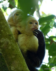 Singes capucins - Costa Rica